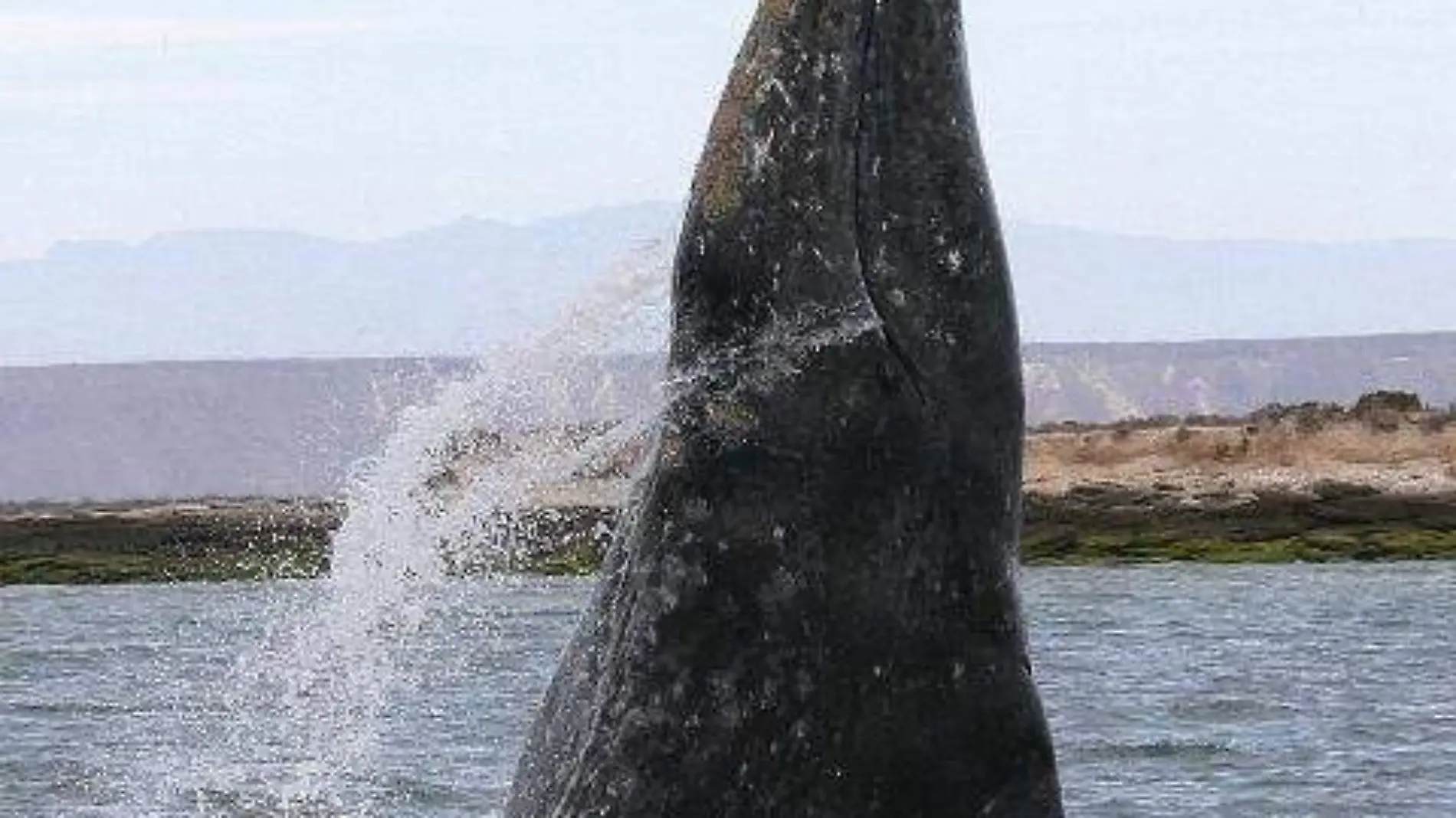 ballena gris